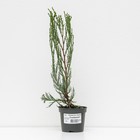 Саженец Можжевельник скальный «Скайрокет», Р9, 1 шт., h=3-20 см - Фото 2