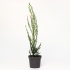 Саженец Можжевельник скальный «Скайрокет», Р9, 1 шт., h=3-20 см - Фото 3