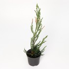 Саженец Можжевельник скальный «Скайрокет», Р9, 1 шт., h=3-20 см - Фото 4