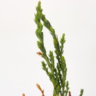 Саженец Можжевельник скальный «Скайрокет», Р9, 1 шт., h=3-20 см - Фото 5