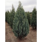 Саженец Можжевельник скальный «Скайрокет», Р9, 1 шт., h=3-20 см - Фото 1