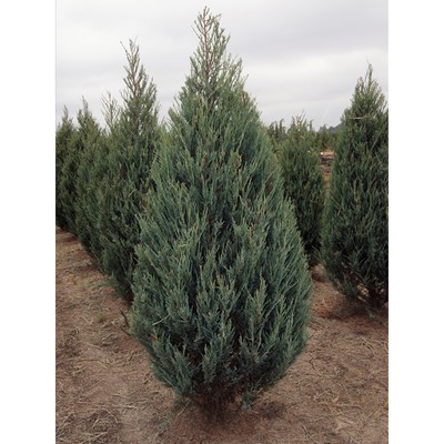 Саженец Можжевельник скальный «Скайрокет», Р9, 1 шт., h=3-20 см