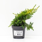 Саженец Можжевельник средний «Голд Стар», Р9, 1 шт., h=3-20 см - Фото 2