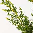 Саженец Можжевельник средний «Голд Стар», Р9, 1 шт., h=3-20 см - Фото 4