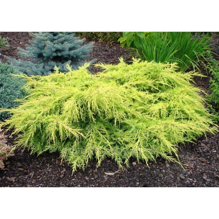 Саженец Можжевельник средний «Голд Стар», Р9, 1 шт., h=3-20 см - Фото 1