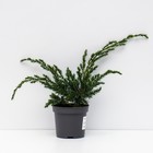 Саженец Можжевельник чешуйчатый «Блу Капит», Р9, 1 шт., h=3-20 см - Фото 1