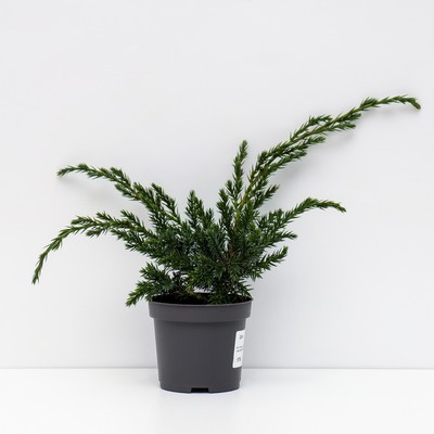 Саженец Можжевельник чешуйчатый «Блу Капит», Р9, 1 шт., h=3-20 см