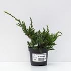 Саженец Можжевельник чешуйчатый «Холгер», Р9, 1 шт., h=3-20 см - Фото 2