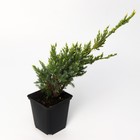 Саженец Можжевельник чешуйчатый «Холгер», Р9, 1 шт., h=3-20 см - Фото 3