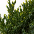 Саженец Можжевельник чешуйчатый «Холгер», Р9, 1 шт., h=3-20 см - Фото 4