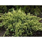 Саженец Можжевельник чешуйчатый «Холгер», Р9, 1 шт., h=3-20 см - Фото 1