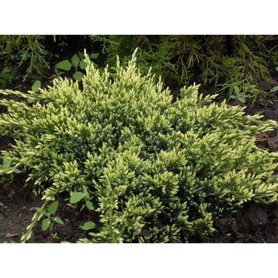 Саженец Можжевельник чешуйчатый «Холгер», Р9, 1 шт., h=3-20 см