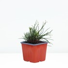 Саженец Сосна горная «Мугус», Р9, 1 шт., h=3-20 см - Фото 2