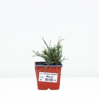 Саженец Сосна горная «Мугус», Р9, 1 шт., h=3-20 см - Фото 3