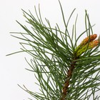 Саженец Сосна горная «Мугус», Р9, 1 шт., h=3-20 см - Фото 4