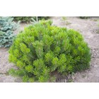 Саженец Сосна горная «Мугус», Р9, 1 шт., h=3-20 см - Фото 1
