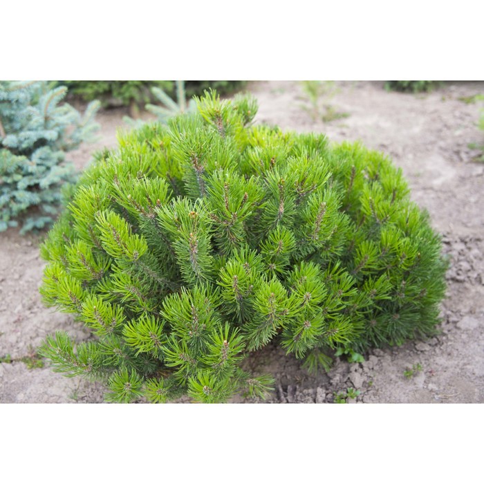 Саженец Сосна горная «Мугус», Р9, 1 шт., h=3-20 см - Фото 1