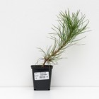 Саженец Сосна черная, Р9, 1 шт., h=3-20 см - Фото 1