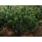 Саженец Сосна черная, Р9, 1 шт., h=3-20 см - Фото 2