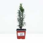 Тисс средний "Хикси", Р9, 1шт, h 3-20 см, Осень 2024 - фото 25404770