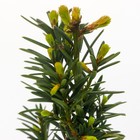 Тисс средний "Хикси", Р9, 1шт, h 3-20 см, Осень 2024 - фото 25404771