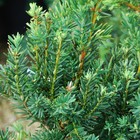 Саженец Тисс средний Хилли, горшок P9, , 1 шт., h=3-20 см - Фото 1