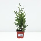 Туя западная «Брабант», саженец, хвойный, Р9, 1 шт., h=3-20 см - Фото 2