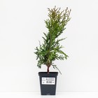 Саженец Туя западная «Вудварди», Р9, 1 шт., h=3-20 см - Фото 1