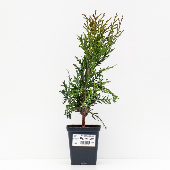 Саженец Туя западная «Вудварди», Р9, 1 шт., h=3-20 см - Фото 1