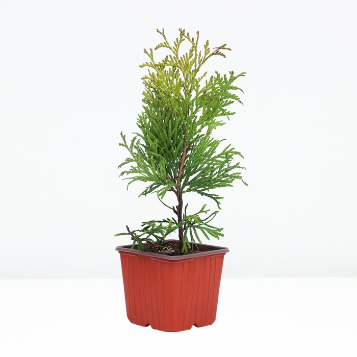 Саженец Туя западная «Голден Глоб», Р9, 1 шт., h=3-20 см - Фото 1