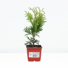 Саженец Туя западная «Голден Глоб», Р9, 1 шт., h=3-20 см - Фото 2