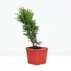 Саженец Туя западная «Даника», Р9, 1 шт., h=3-20 см - Фото 1