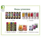 Саженец Туя западная «Даника», Р9, 1 шт., h=3-20 см - Фото 3