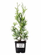 Саженец Туя западная «Колумна Р9», 1 шт., h=3-20 см - Фото 1