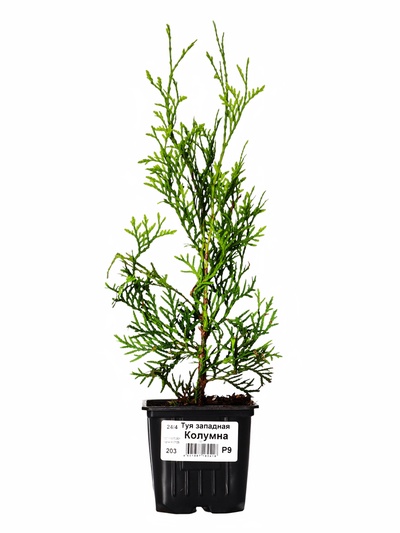 Саженец Туя западная «Колумна Р9», 1 шт., h=3-20 см