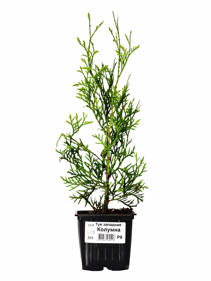 Саженец Туя западная «Колумна Р9», 1 шт., h=3-20 см - Фото 1
