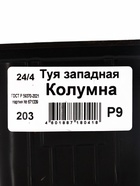 Саженец Туя западная Колумна (Р9), 1 шт., h=3-20 см - Фото 2