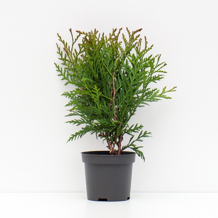 Саженец Туя западная «Литл Гиант», Р9, 1 шт., h=3-20 см - Фото 1