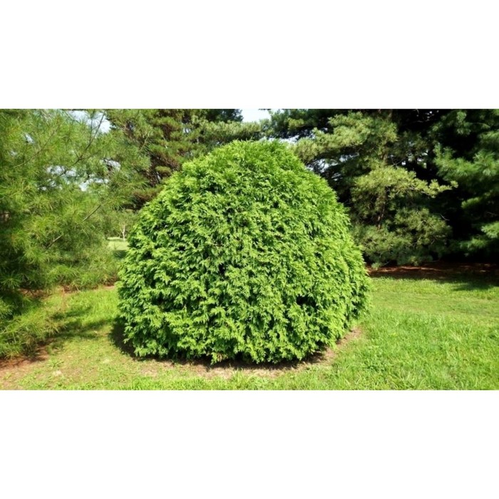 Туя западная Литтл Чемпион (Little Champion) - купите саженцы и крупномеры в кон