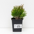 Саженец Туя западная «Мики», Р9, 1 шт., h=3-20 см - Фото 1