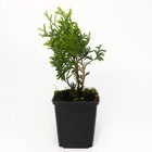 Саженец Туя западная «Мики», Р9, 1 шт., h=3-20 см - Фото 2