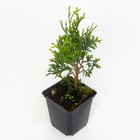 Саженец Туя западная «Мики», Р9, 1 шт., h=3-20 см - Фото 3