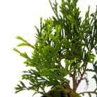 Саженец Туя западная «Мики», Р9, 1 шт., h=3-20 см - Фото 4