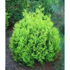 Саженец Туя западная «Мики», Р9, 1 шт., h=3-20 см - Фото 5