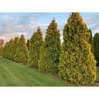 Саженец Туя западная Санкист, горшок P9, , 1 шт., h=3-20 см  (артикул 7862720)  большой выбор товаров оптом и в розницу по низким ценам с доставкой