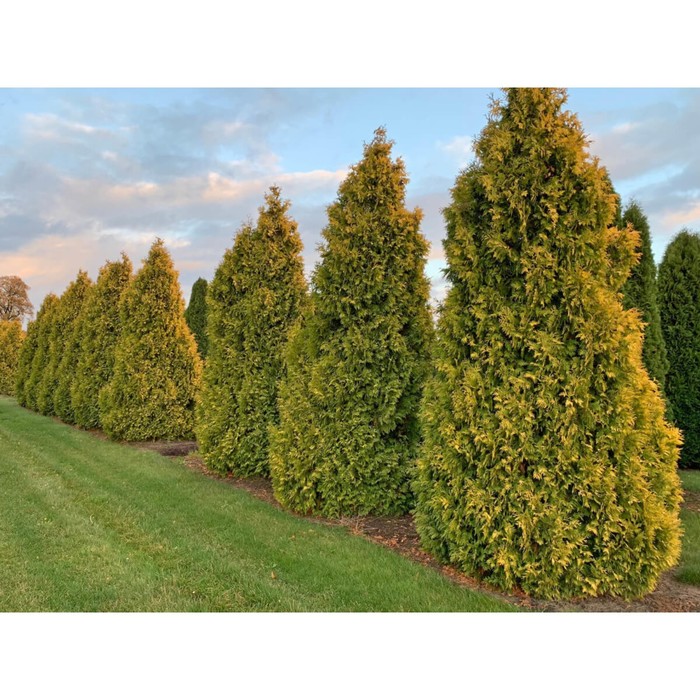 Саженец Туя западная Санкист, горшок P9, , 1 шт., h=3-20 см - Фото 1