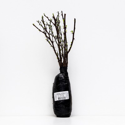 Барбарис Тунберга «Атропурпуреа», саженец в тубе, 1 шт., Весна 2025, «ПОИСК»