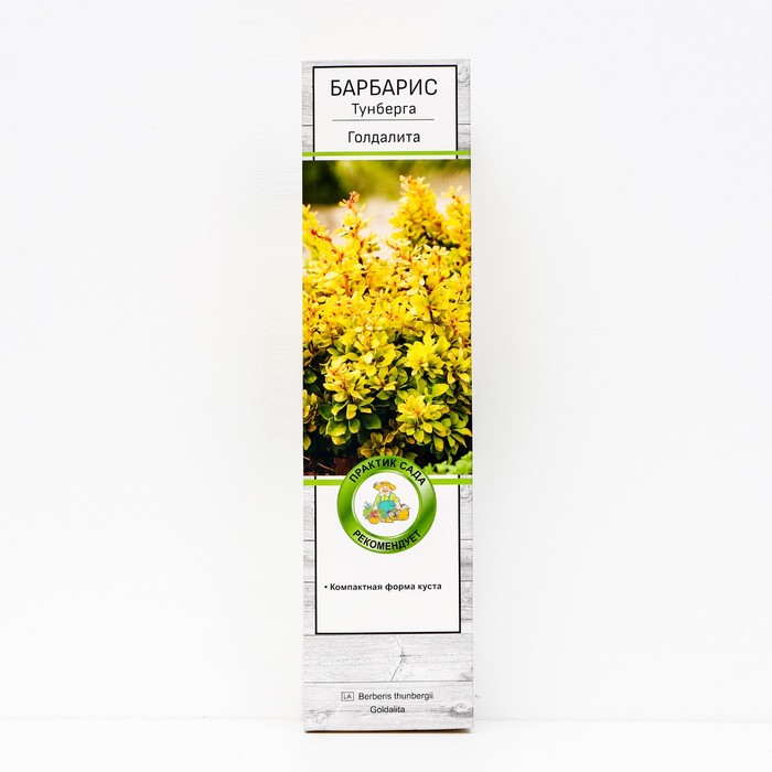 Барбарис Тунберга 