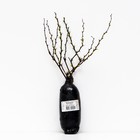 Барбарис Тунберга "Келлерис" 1 шт, туба, Весна 2025 7862730 - фото 8985359