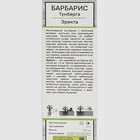 Барбарис Тунберга "Эректа" 1 шт, туба, Весна 2025 7862736 - фото 8985364